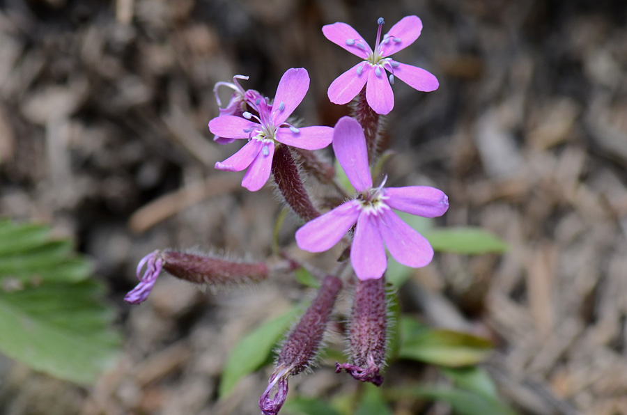 Saponaria ocymoides